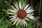 70 Carlina bianca (Carlina acaulis)